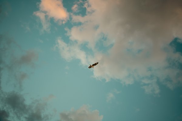 LaPsique.Media Presenta: BRYZ